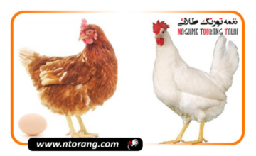 مرغ گوشتی یا مرغ تخمگذار؛ کدامیک سوددهی بیشتر دارد؟